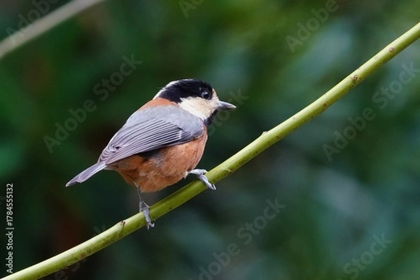 Obraz 枝に止まるヤマガラ