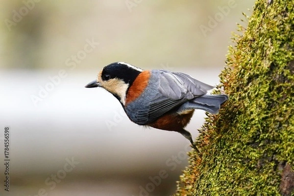 Obraz 木の幹に留まるヤマガラ