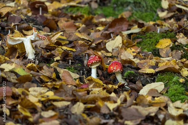 Fototapeta Two fly agarics, red with white dots in the forrest