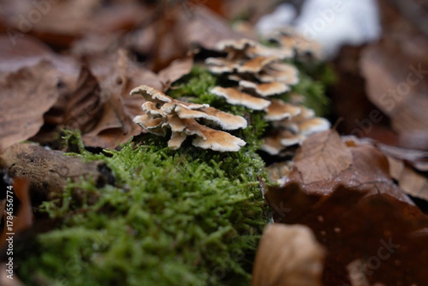 Fototapeta Close up of group of mushrooms Plicaturopsis crispa (crimped gill or crispling) on branch in forest