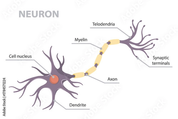 Fototapeta Vector infographic of structure human neuron structure anatomy (telodendria, dendrite, cell body, nucleus, axon and dendrites) scheme. Flat vector poster on white background.
