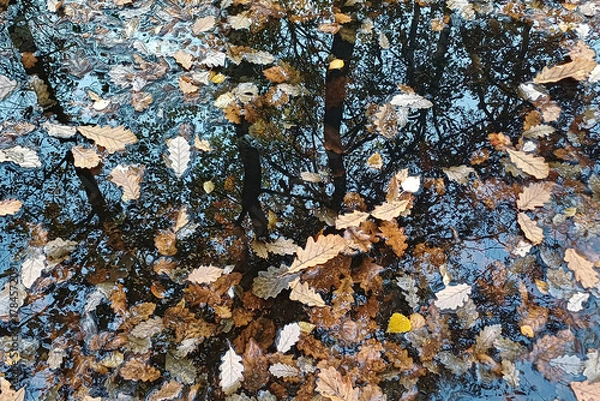Obraz reflet d'arbres dans une flaque parsemée de feuilles mortes
