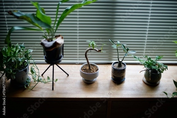 Obraz 窓辺に並べた観葉植物の鉢