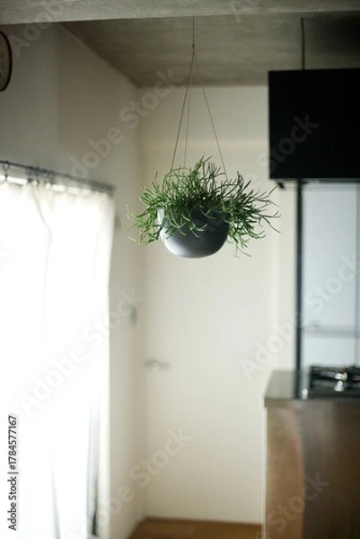 Obraz 天井から吊るした観葉植物