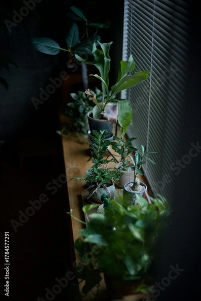 Obraz 窓辺に並べた観葉植物の鉢