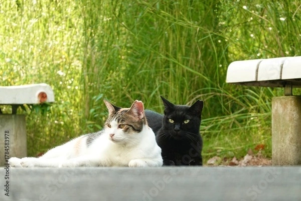 Obraz 仲良しの猫たち