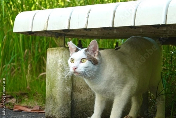 Obraz ベンチの下から現れた白キジ猫