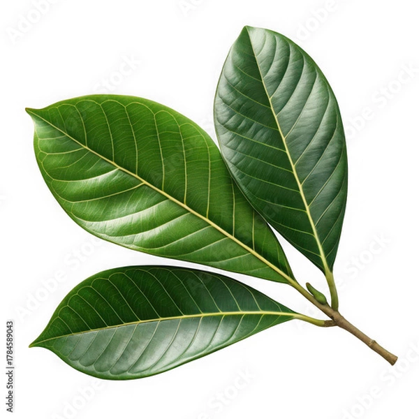 Fototapeta Three vibrant green jackfruit leaves on a dark background