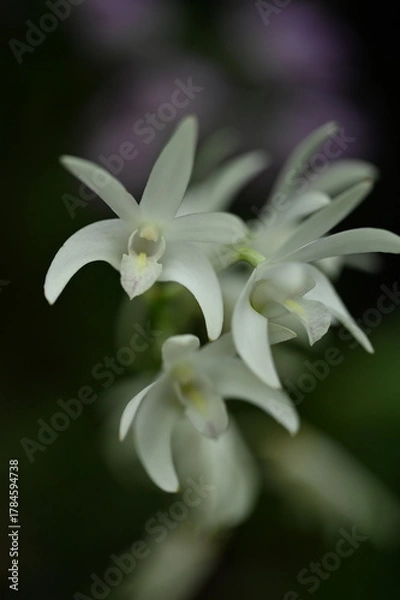 Obraz White Orchids Against a Dark Background, 暗い背景に咲く白い洋ラン
