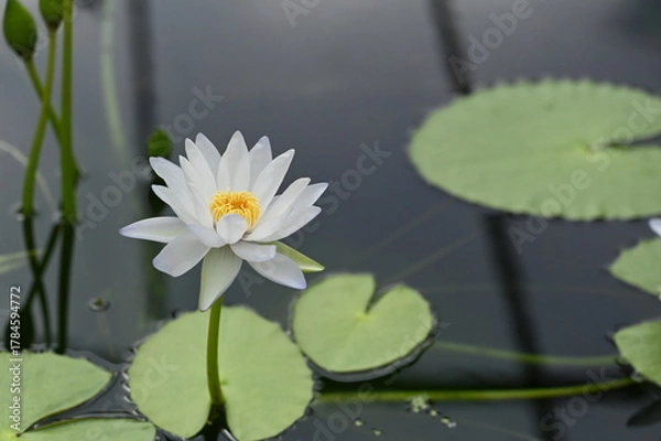 Obraz White Water Lily Floating on Dark Water, 暗い水面に浮かぶ白いスイレンの花