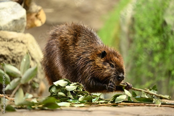Obraz Beaver Chewing on a Green Branch, 葉のついた枝を噛むビーバー