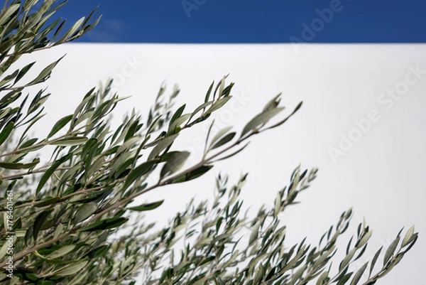 Fototapeta lush olive tree branches on white backdrop. mediterranean vibe. clean green foliage in minimalist composition. natural artistic design. nature inspired