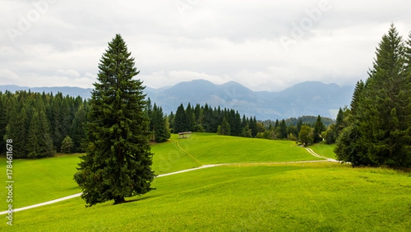 Fototapeta minimalist vibrant green alpine landscape with tall pine trees. green rolling hills with mountain view. fresh alpine valley surrounded by