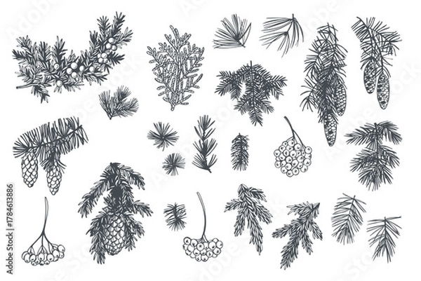 Fototapeta Hand-drawn branches and cones of coniferous trees. Christmas plants. Vector sketch illustration.