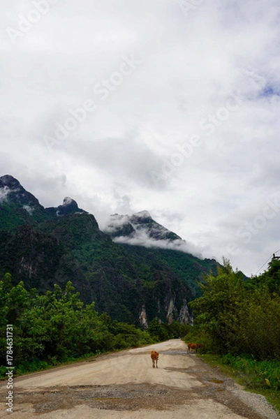 Fototapeta Dirt road through lush karst mountains with cows and low clouds, Vang Vieng, Laos