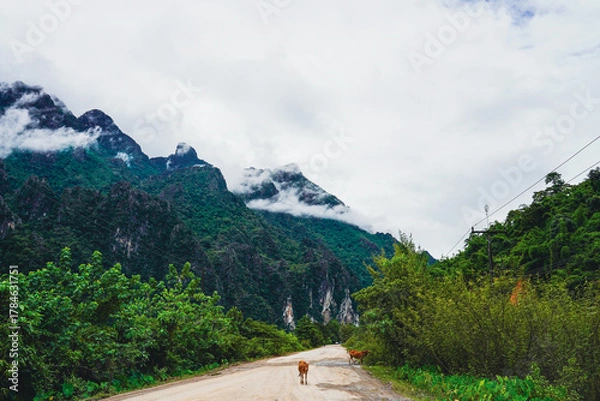 Fototapeta Dirt road through lush karst mountains with cows and low clouds, Vang Vieng, Laos
