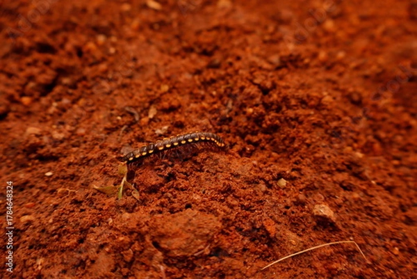 Fototapeta Black Millipede on Brown Soil – Macro Nature Wildlife Photography