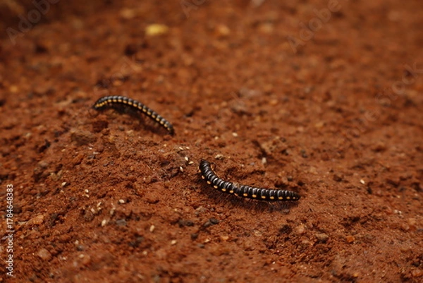 Fototapeta Black Millipede on Brown Soil – Macro Nature Wildlife Photography