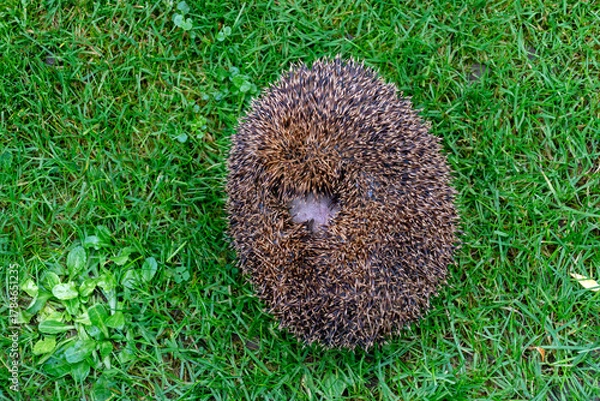 Fototapeta Igel