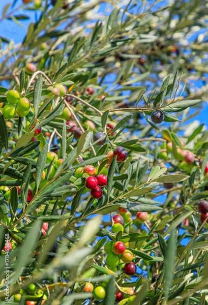 Fototapeta Olive branch with Norca variety, typical of the Apulia region in southern Italy.