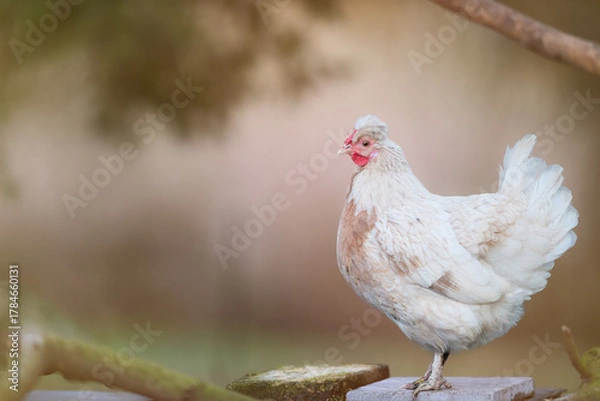 Fototapeta Close-up of an elegant white crested hen with subtle tan markings, standing outdoors in soft natural light with a blurred background.