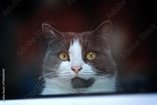 Fototapeta Funny tabby cat looking curious out through a window. Horizontal image with selective focus.