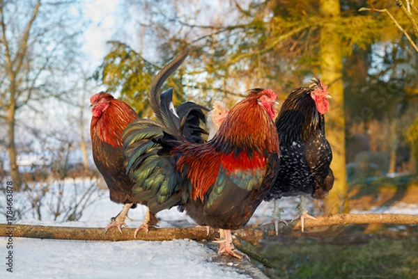 Fototapeta Vibrant roosters stand proudly on a snow-covered log, bathed in golden winter sunlight. A beautiful scene of farm life and resilience against the cold, showcasing stunning plumage and natural beauty.