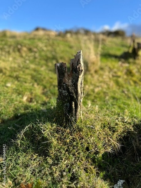 Obraz moss on the tree stump