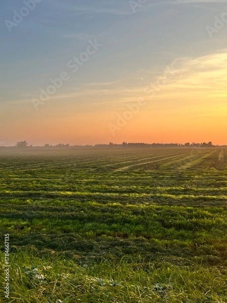 Fototapeta fog in the field in autumn