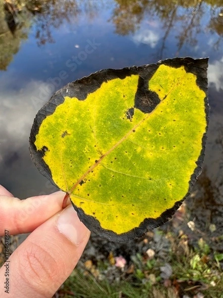 Obraz brazil flag on hand