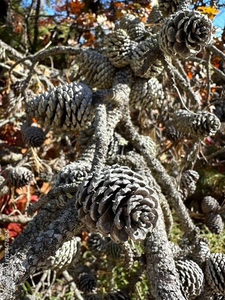 Obraz Pine cone cluster