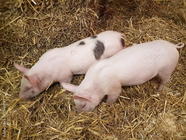Obraz Piglet / Pigs  / farming