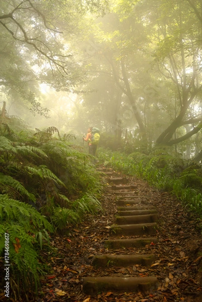 Obraz Hiker walking through misty forest