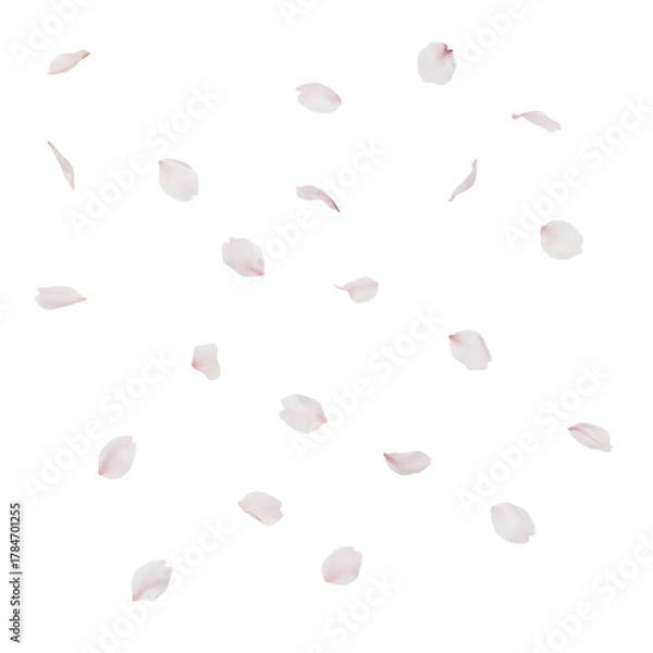 Obraz Scattered Cherry Blossom Petals Falling Gently in Spring.