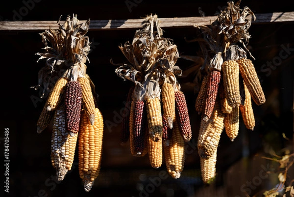 Obraz 軒先に吊されたトウモロコシ