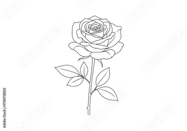 Fototapeta Single line drawing of a rose