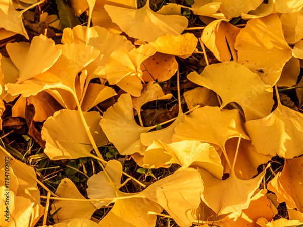 Obraz żółty dywan liści na ziemi jako krajobraz jesieni