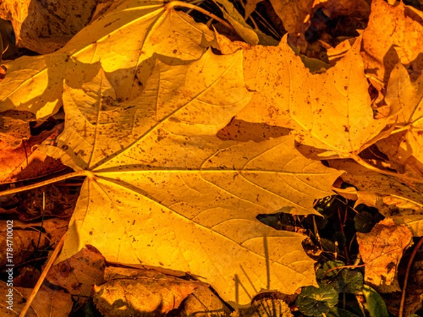 Obraz piękne żółte tło jesienne