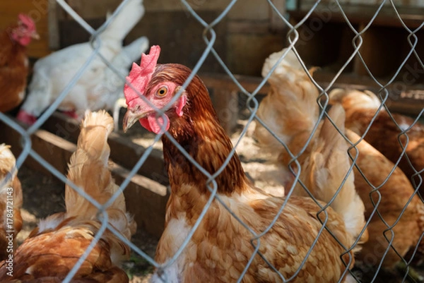 Obraz Brown hen or chicken looking at camera behind the mesh in chicken coop, rural scene. Livestock and farming. High quality photo