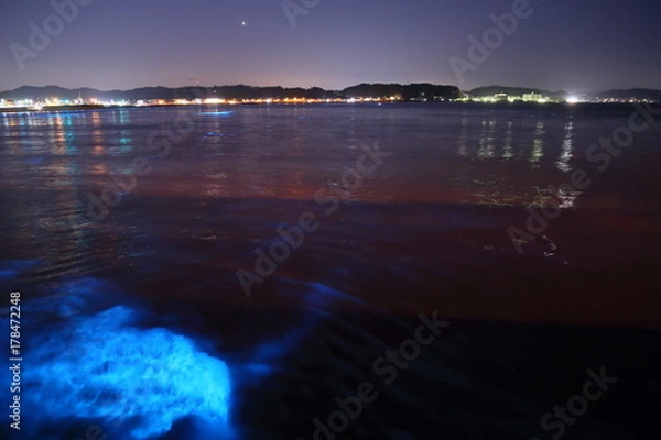 Fototapeta 夜光虫