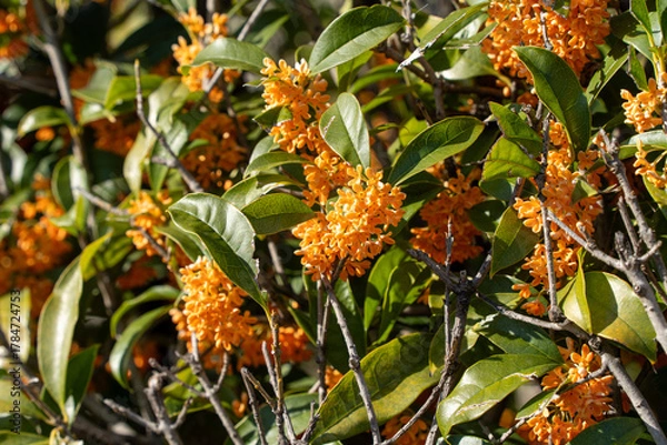 Fototapeta 咲き誇る金木犀の花
