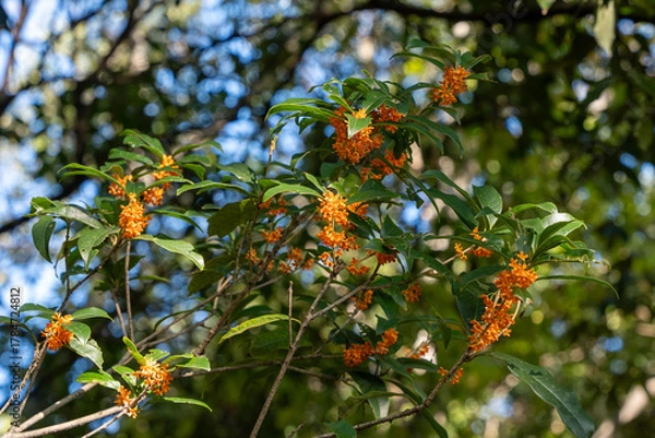 Obraz キンモクセイの花