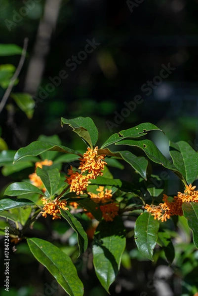 Obraz 日のあたる金木犀の花