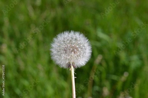 Obraz dandelion