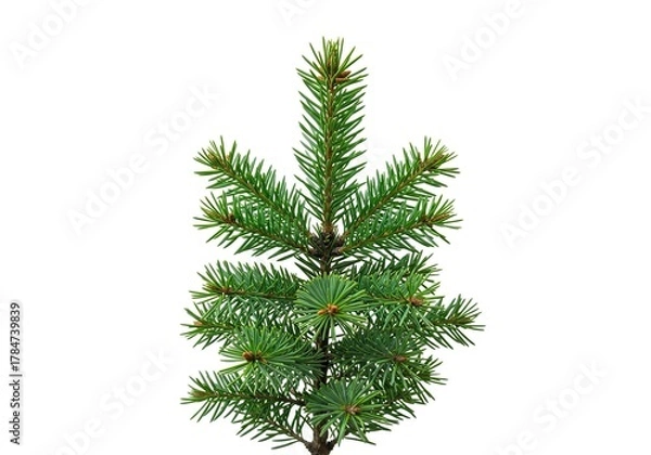 Fototapeta A fresh pine branch, adorned with vibrant green needles, stands prominently against a pure, clean white background, highlighting its natural beauty and texture ,organic ,minimalist ,festive