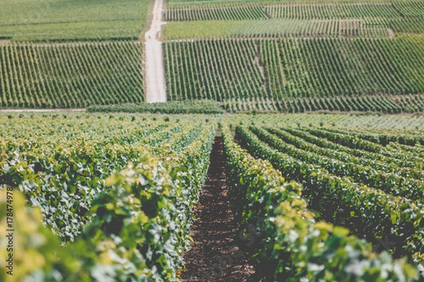 Obraz Vignes de Champagne