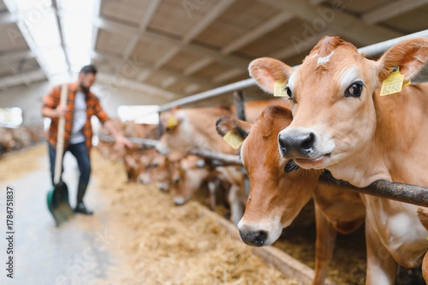 Obraz Farmer working in cowshed feeding calves with hay