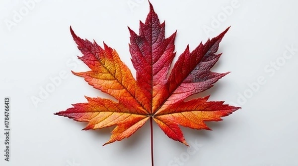 Fototapeta A vibrant red and orange maple leaf displayed on a clean white background. The intricate details and colors of the leaf showcase the beauty of fall and nature's artistry.