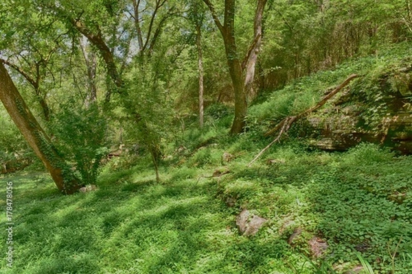 Fototapeta under the canopy in a green forest