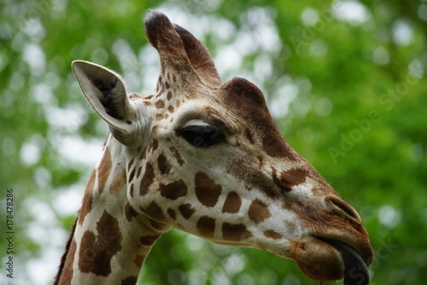 Obraz Giraffe mit Futter